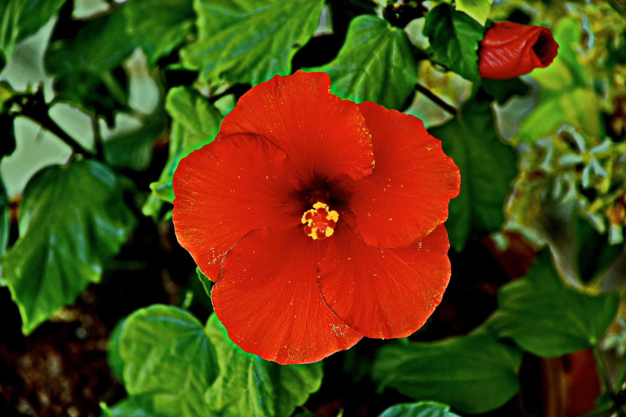 Nikon D800 sample photo. Red hibiscus out of green photography
