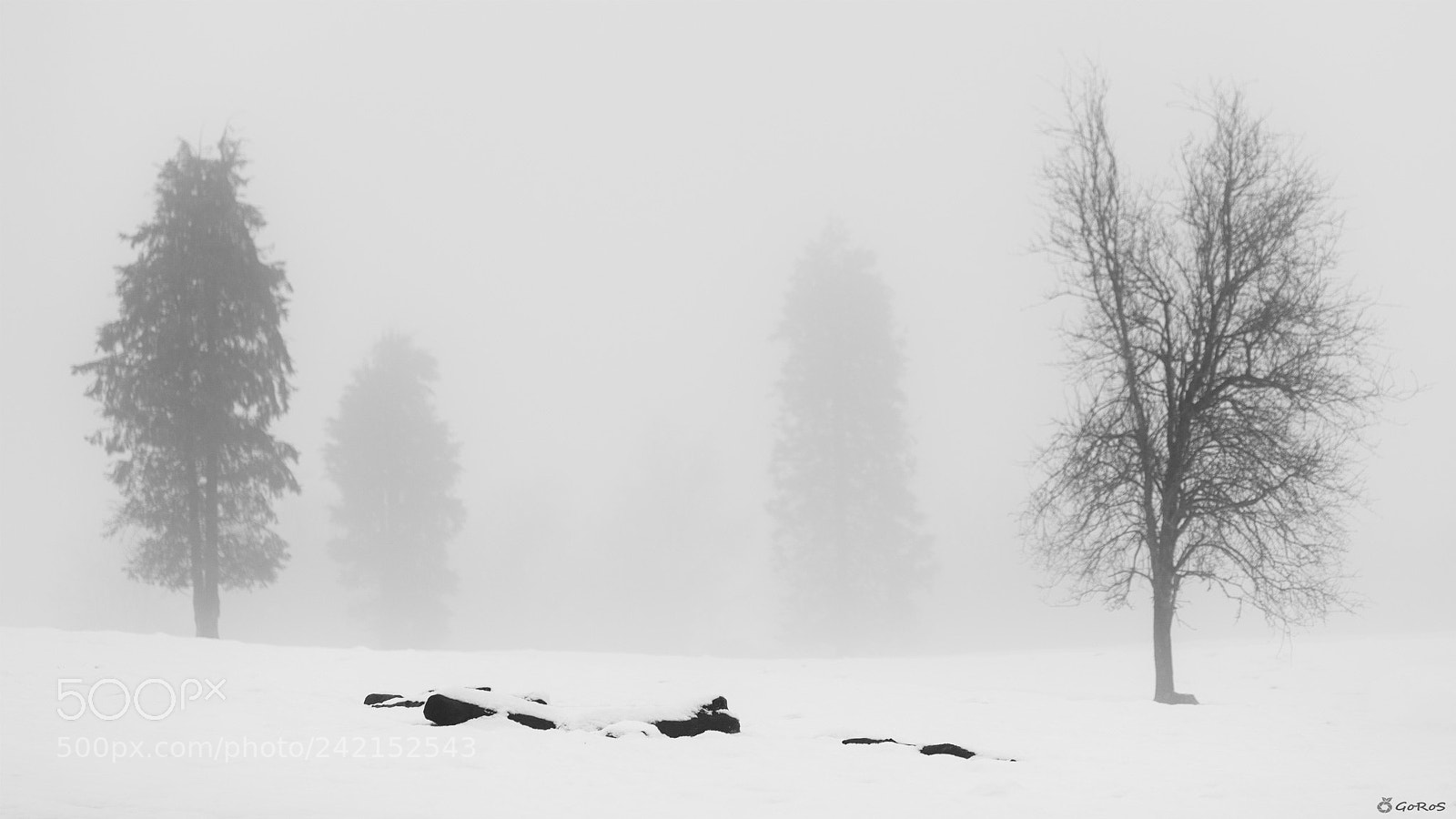 Nikon D800 sample photo. Snowy days photography