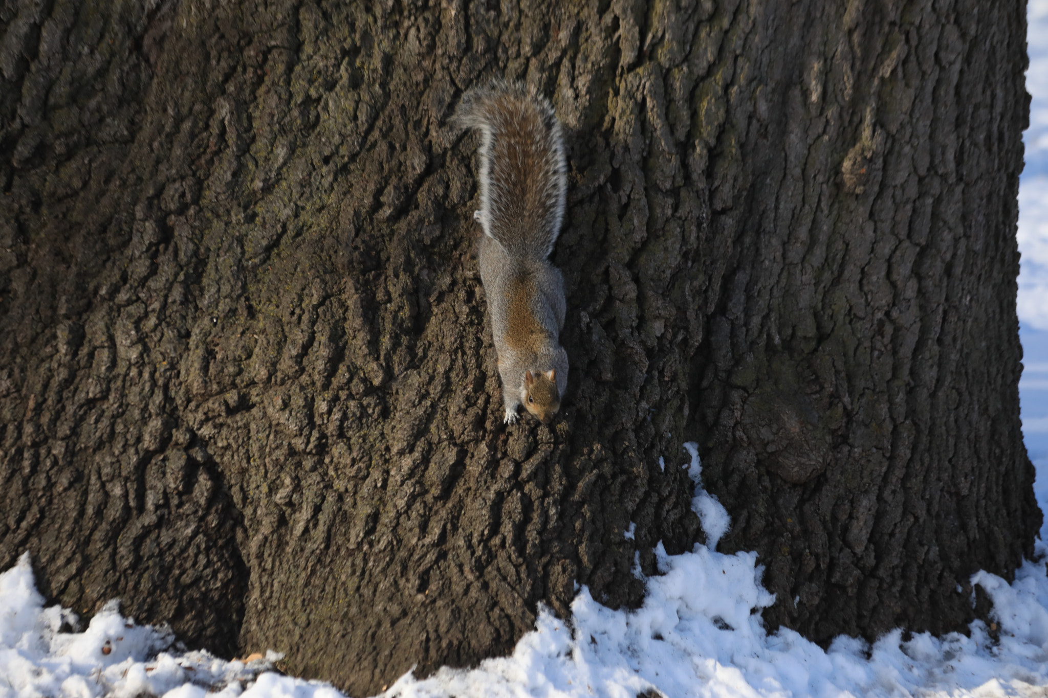 Canon EOS 5D Mark IV + Canon EF 70-300mm F4-5.6 IS USM sample photo. Squirrel photography