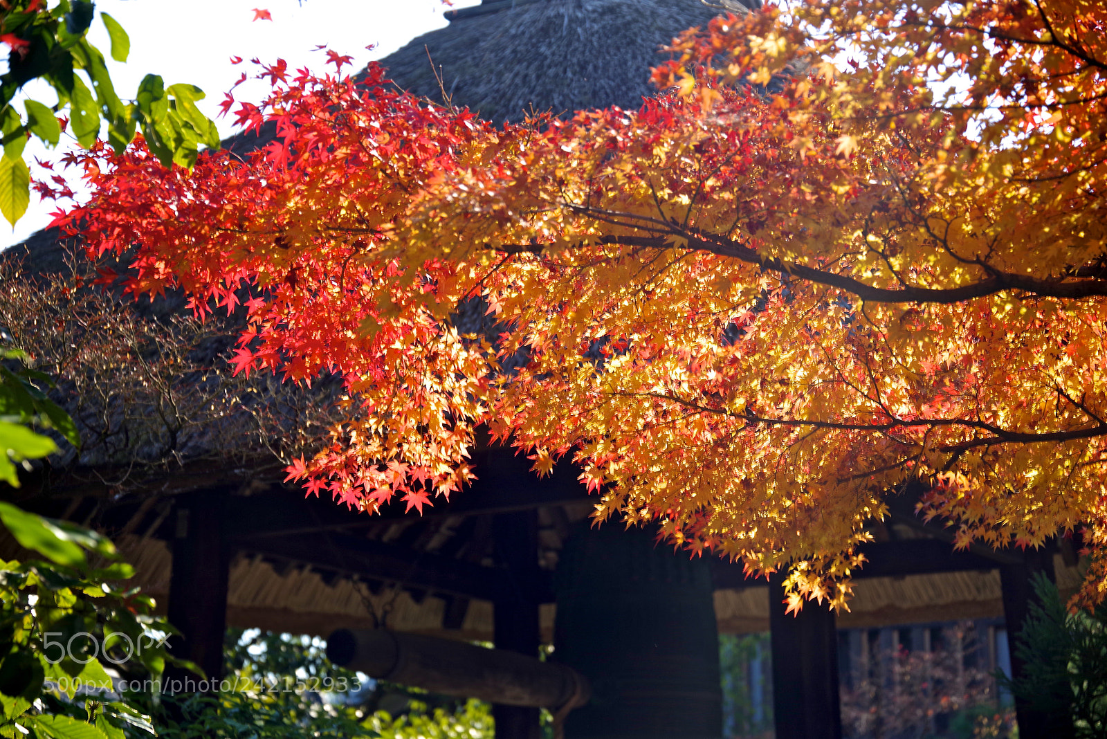 Pentax K-1 sample photo. Autumn leaves photography