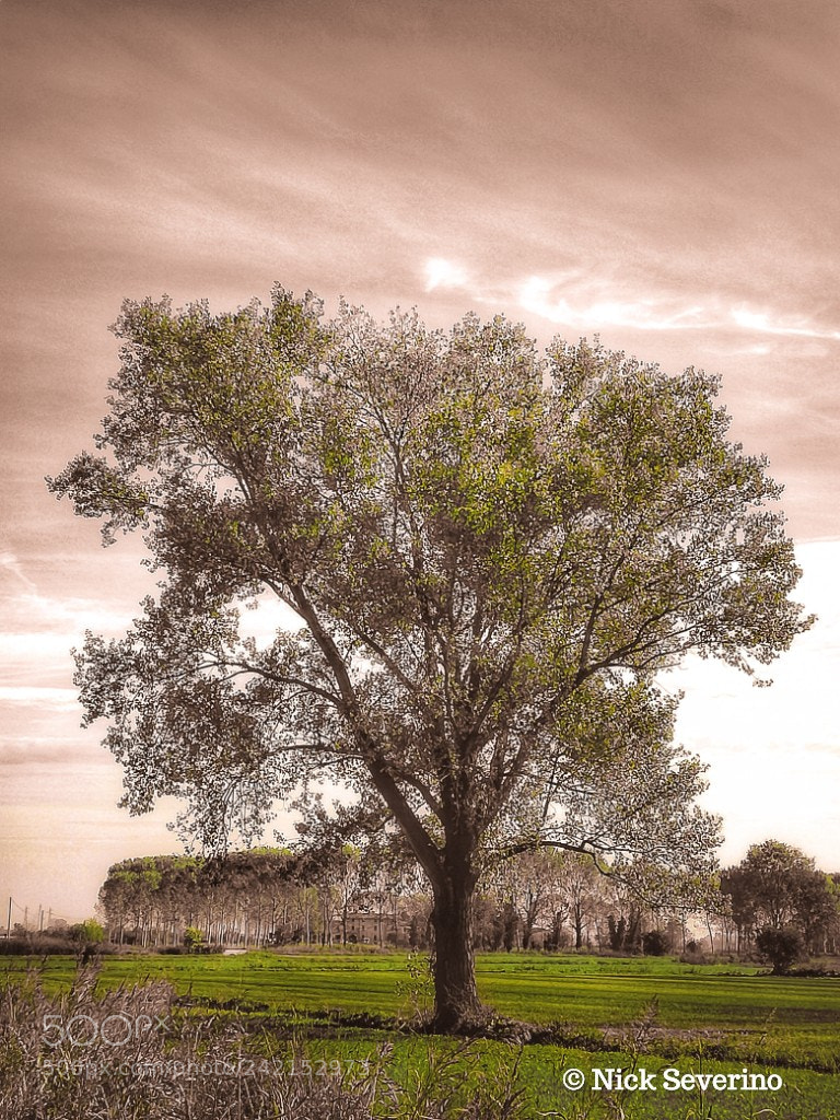 HUAWEI P9 LITE sample photo. The tree! photography