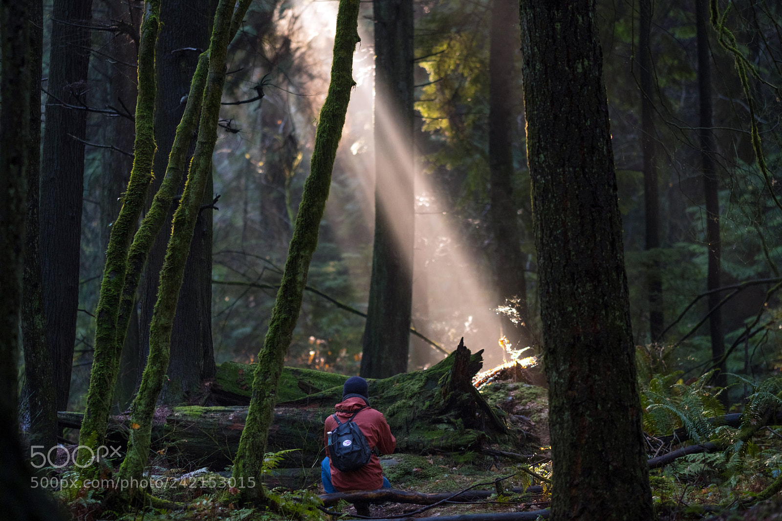 Fujifilm X-Pro2 sample photo. Stanley park exploring photography