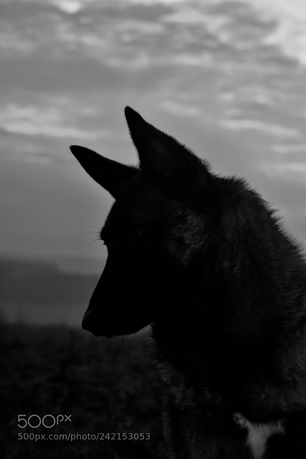 Nikon D3400 sample photo. B&w photography