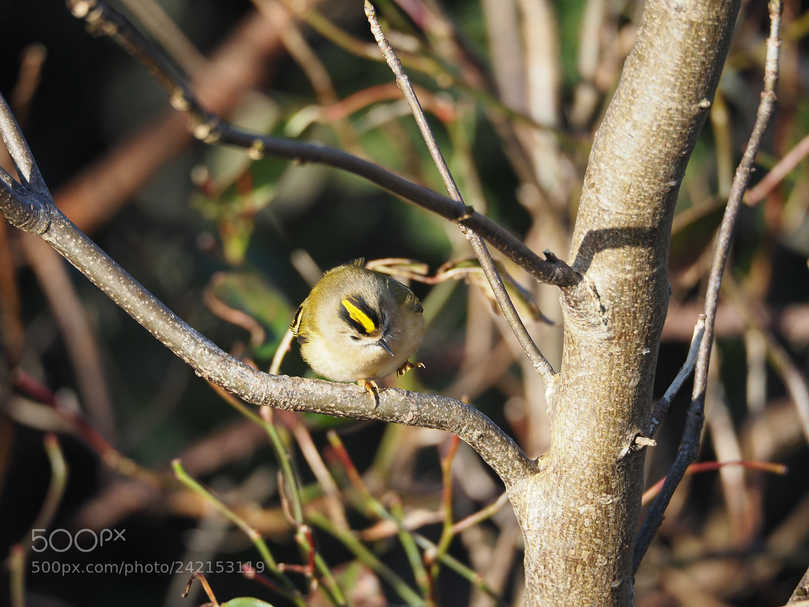 Olympus OM-D E-M5 II sample photo. Goldcrest getting ready for photography