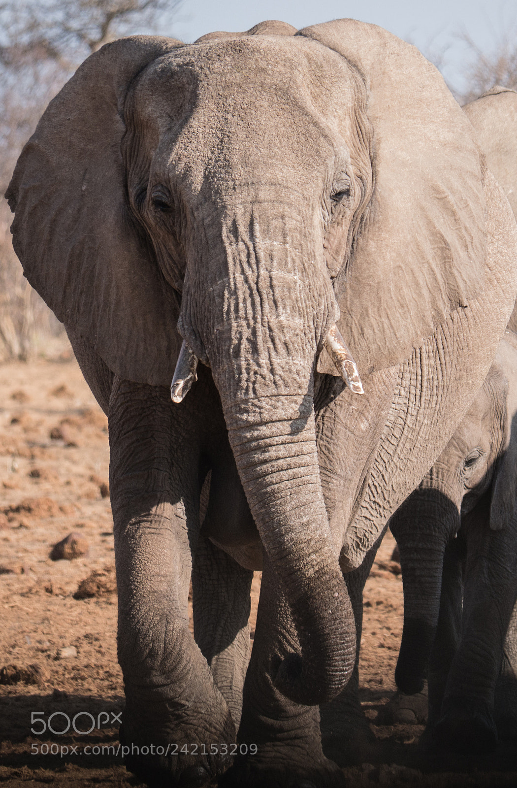 Panasonic DMC-G70 sample photo. Elephant frontal photography