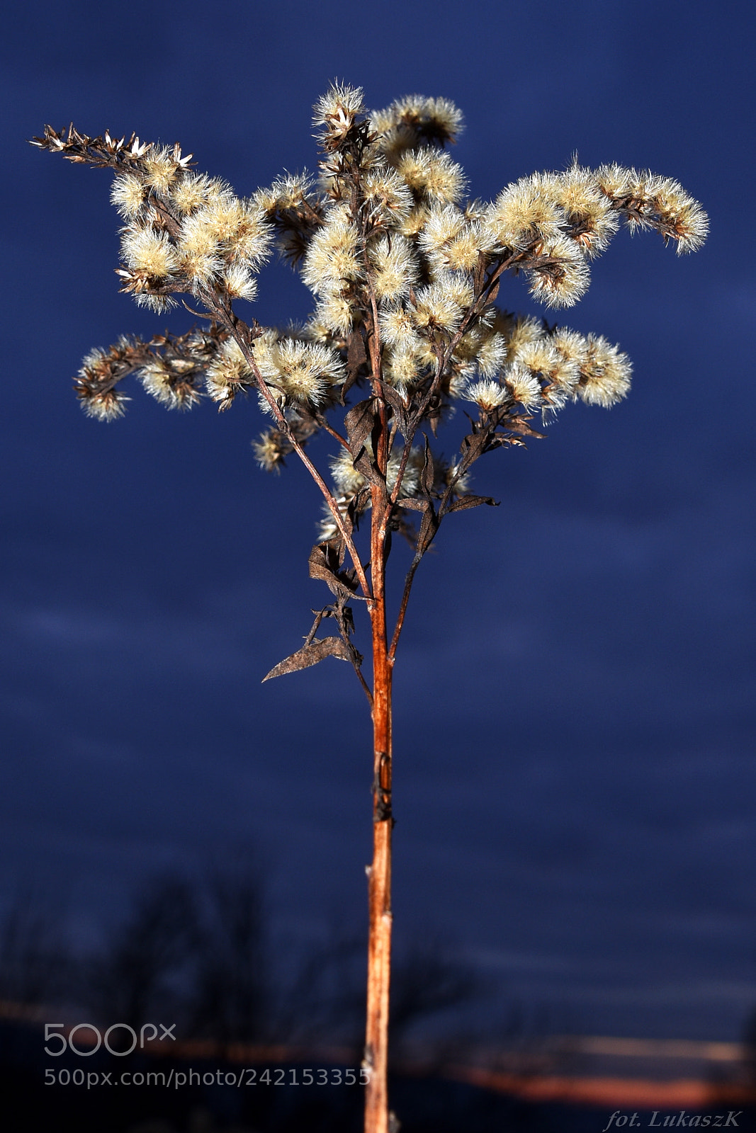 Nikon D7200 sample photo. Winter garden 2 (blue)_ photography