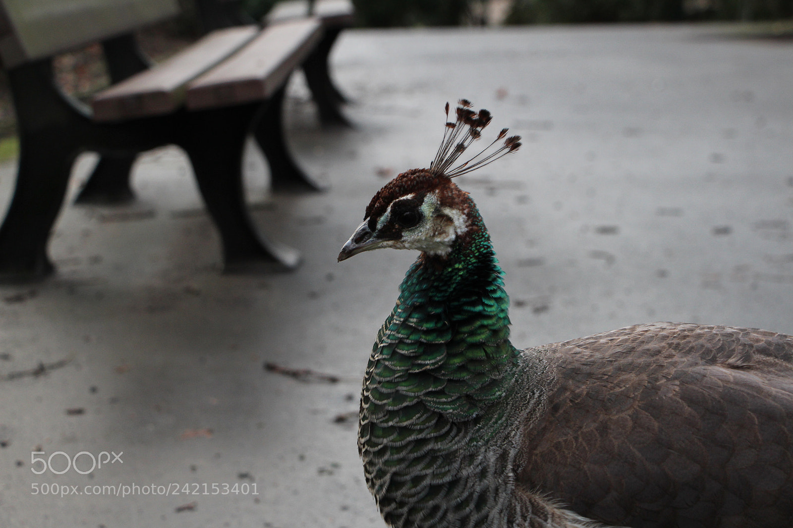 Canon EOS 650D (EOS Rebel T4i / EOS Kiss X6i) sample photo. Peacock  photography