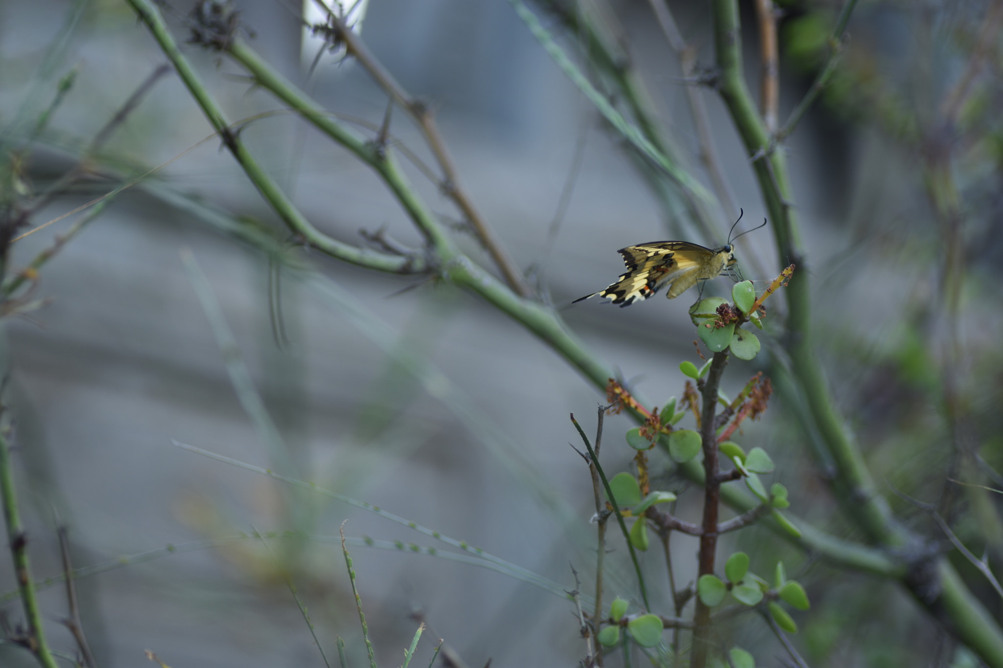 Nikon D7200 sample photo