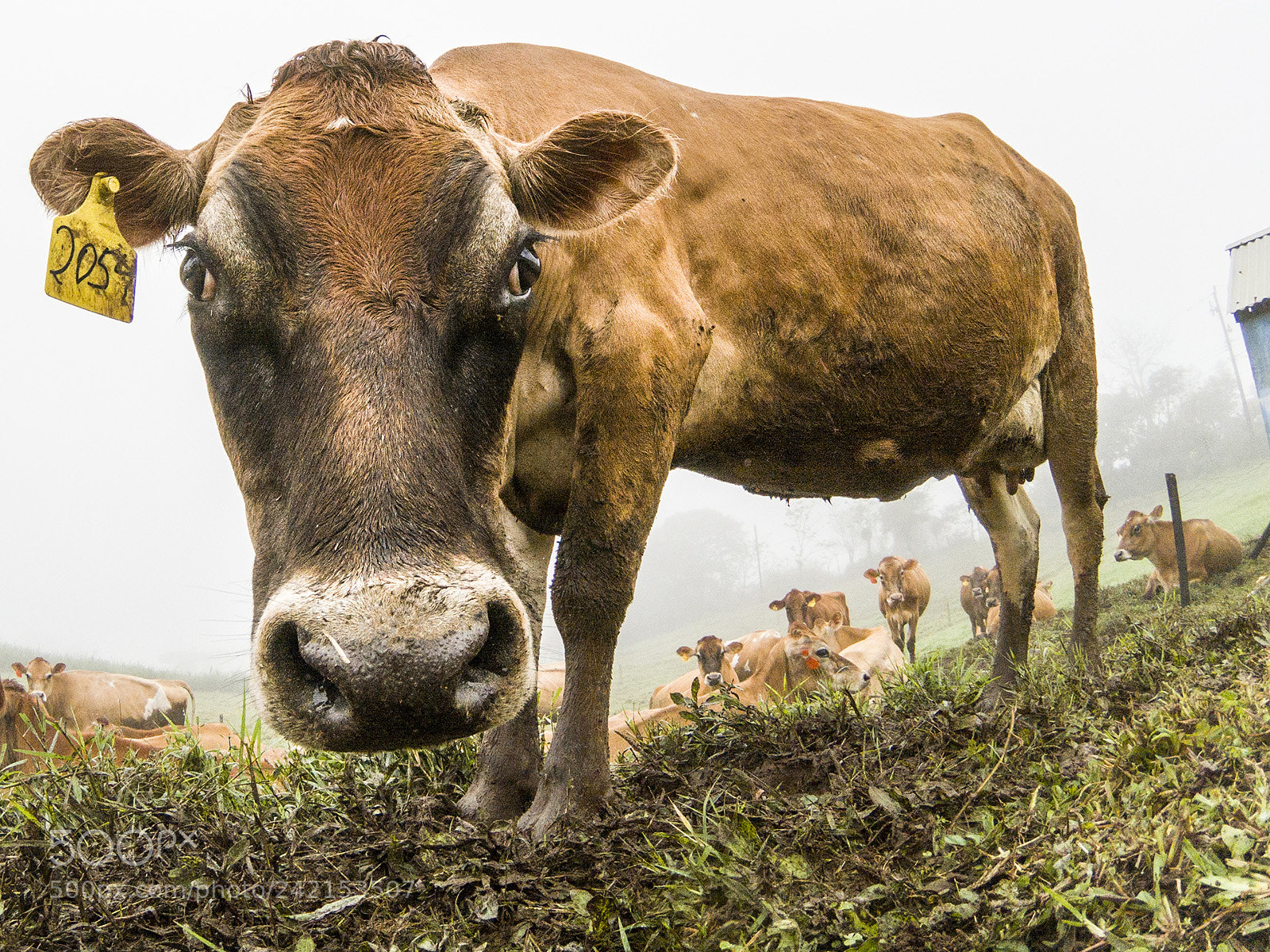 GoPro Hero5 Black sample photo. Cows photography