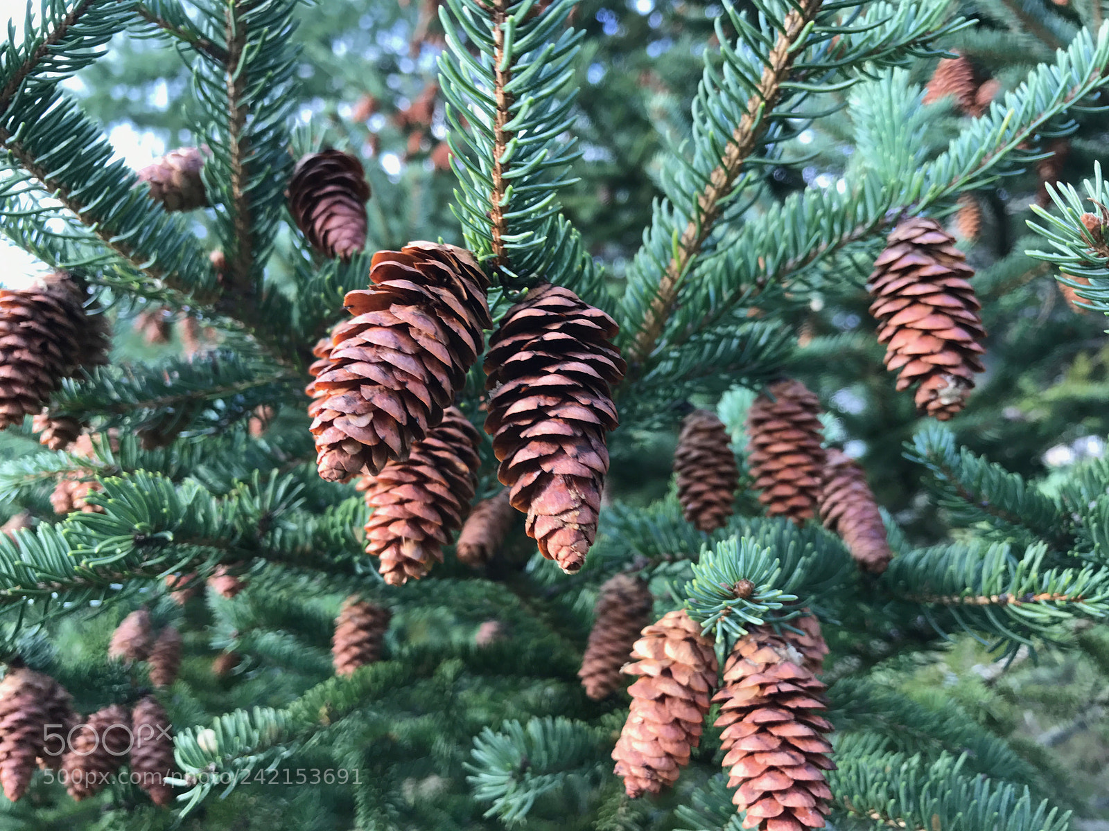 Apple iPhone 7 sample photo. Sell my art () of () photography