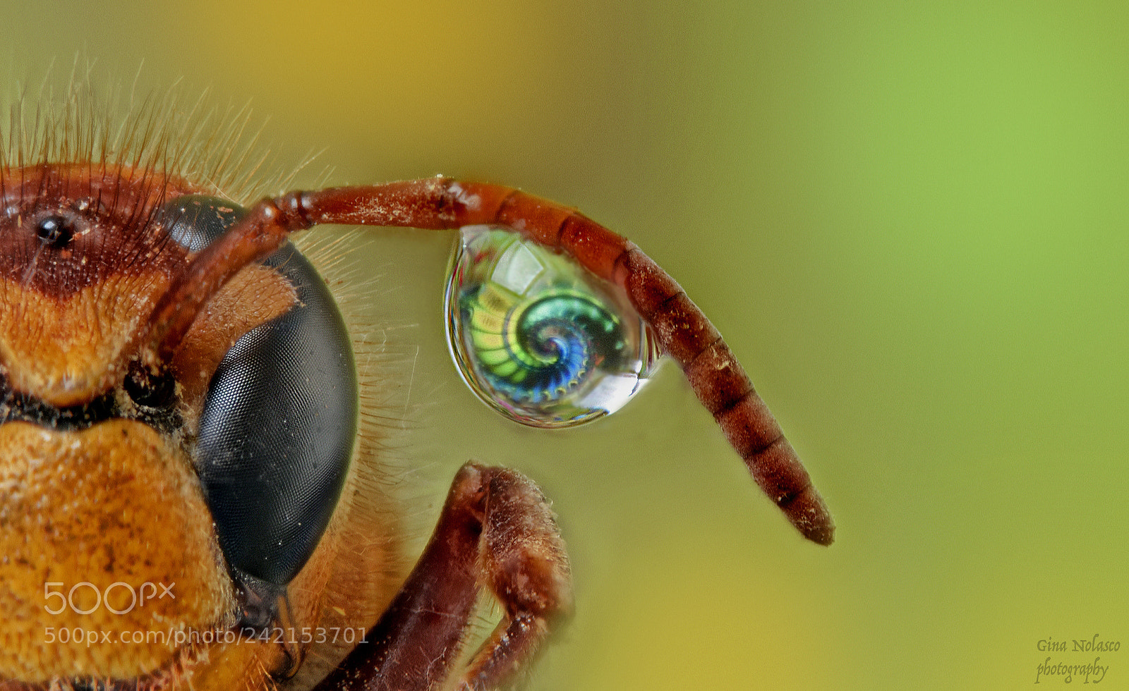 Nikon D5500 sample photo. The drop photography