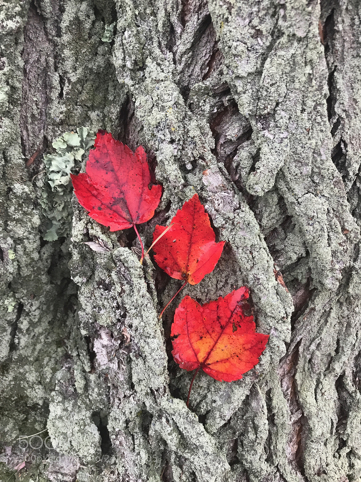 Apple iPhone 7 sample photo. Sell my art () of () photography