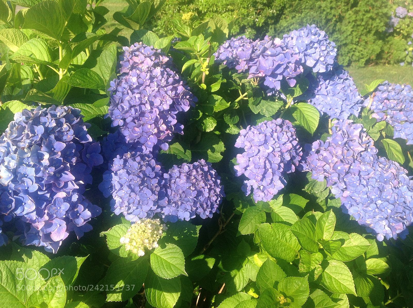 Apple iPad sample photo. Sell my art () of () photography