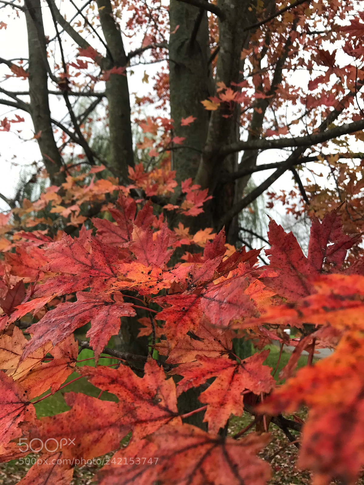 Apple iPhone 7 sample photo. Sell my art () of () photography