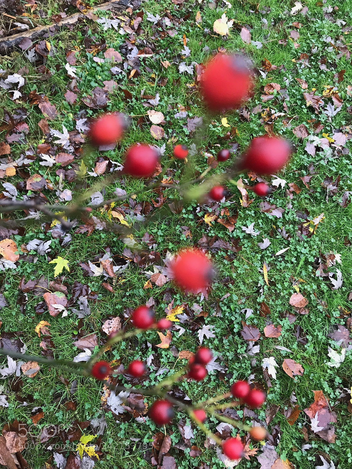 Apple iPhone 7 sample photo. Sell my art () of () photography