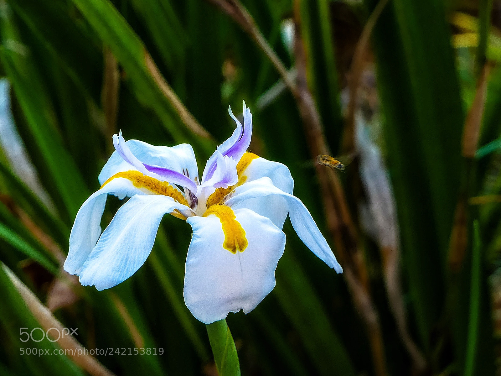 Panasonic Lumix DMC-FZ300 sample photo. Large wild iris.... photography