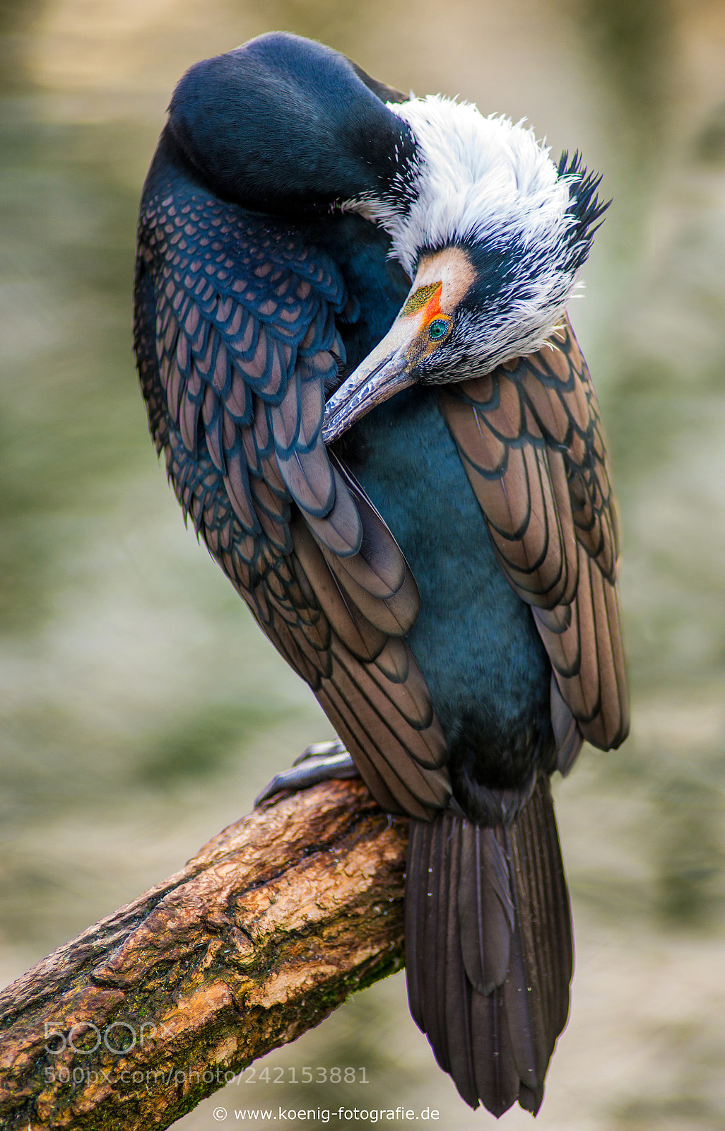 Nikon D600 sample photo. Cormorant photography