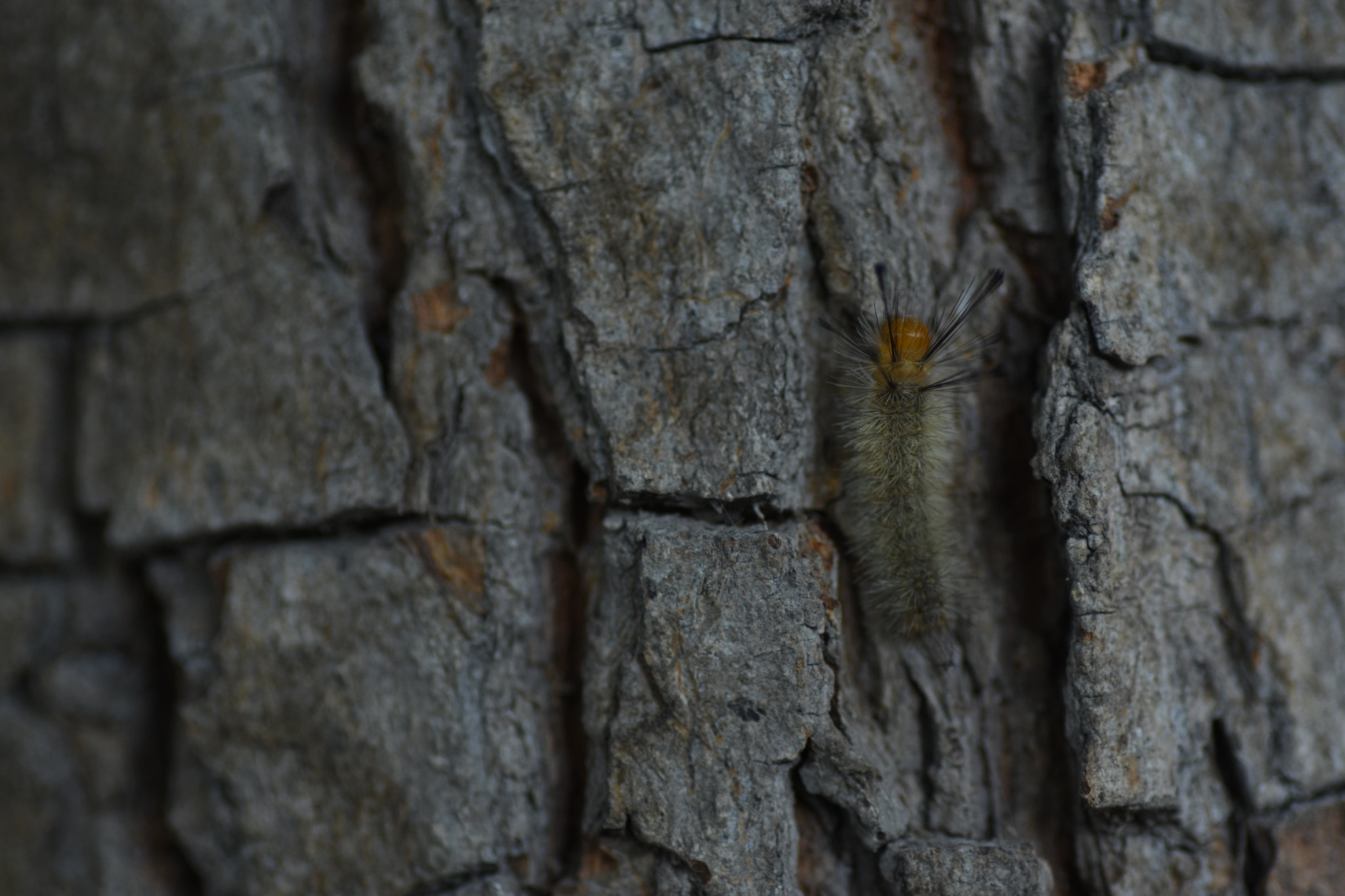 Nikon D7200 sample photo