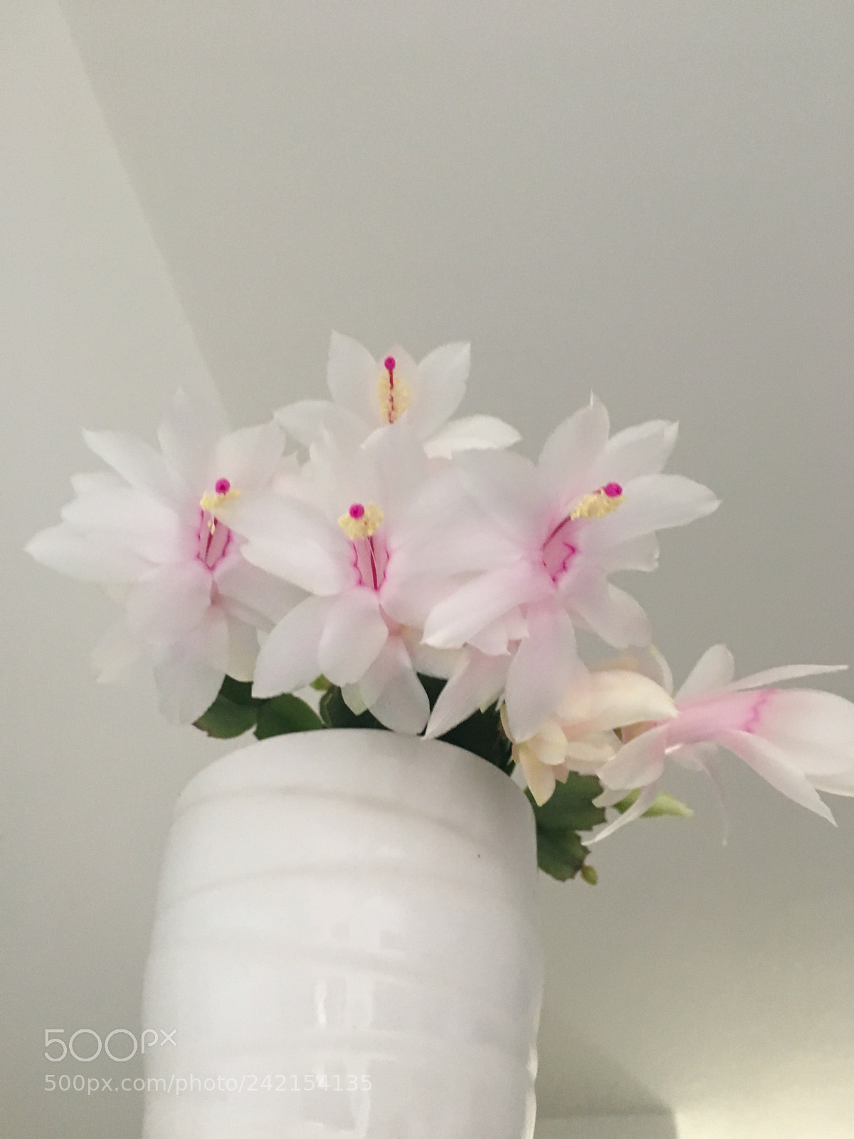 Apple iPhone 6s sample photo. Untitled photography