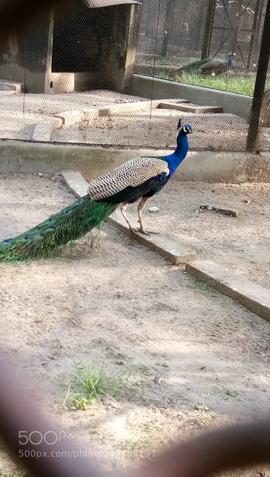 vivo 1601 sample photo. Untitled photography