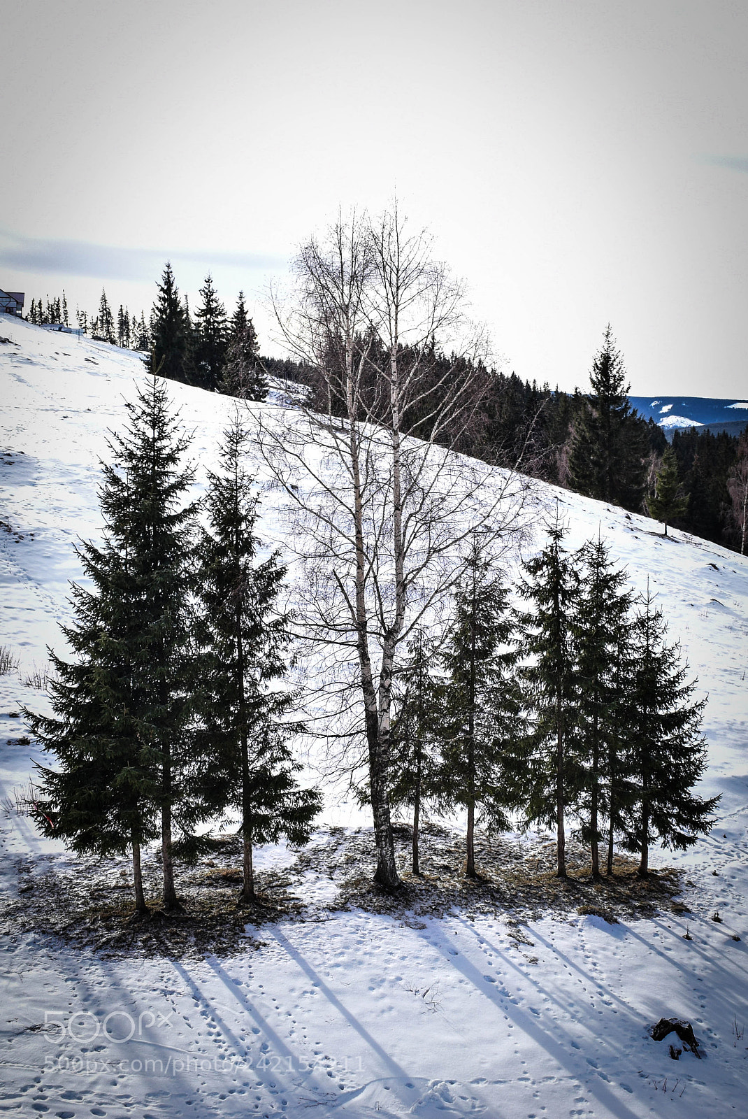 Nikon D5300 sample photo. Trees frozen photography