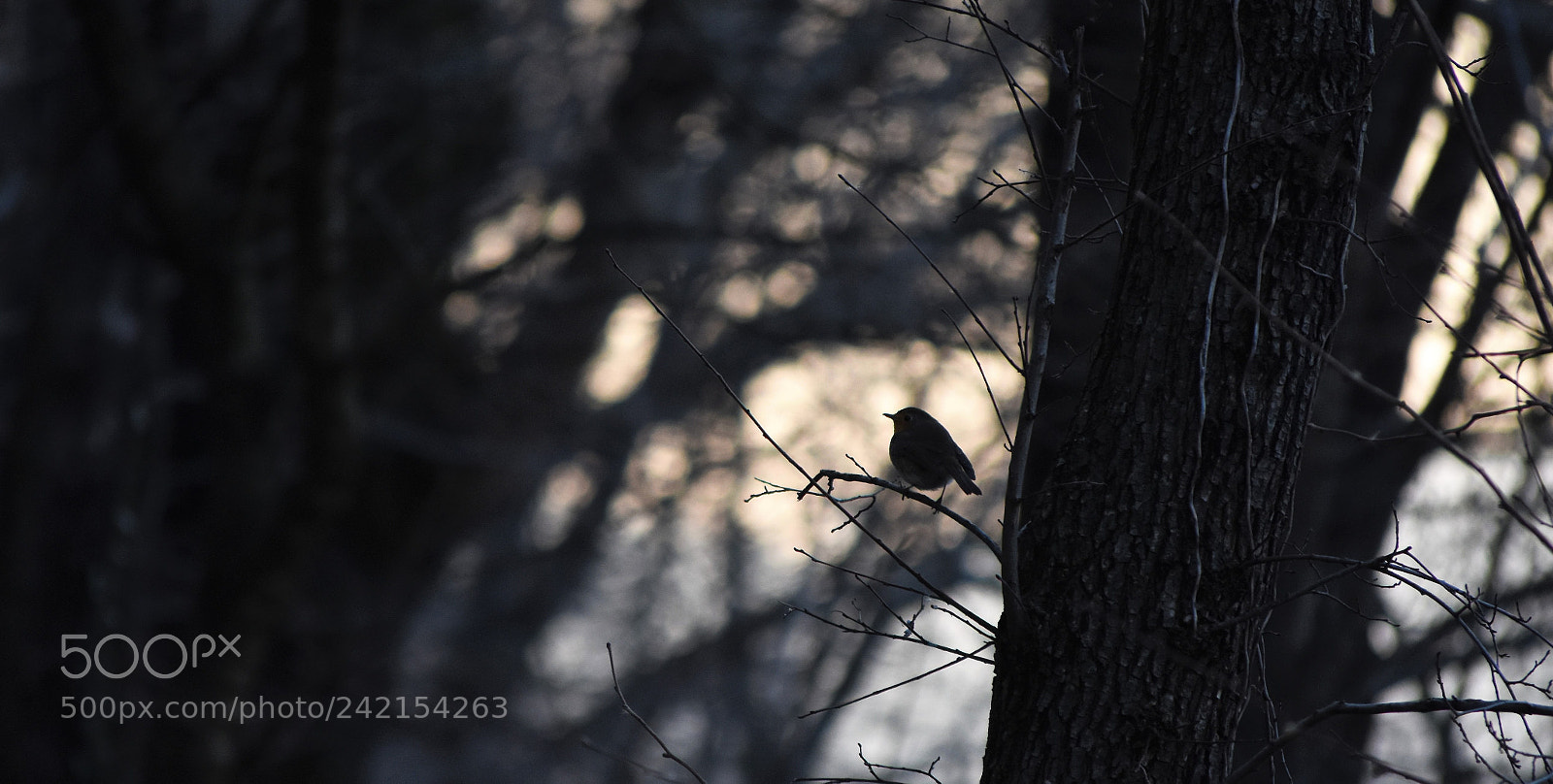 Nikon D7200 sample photo. Nature lover photography