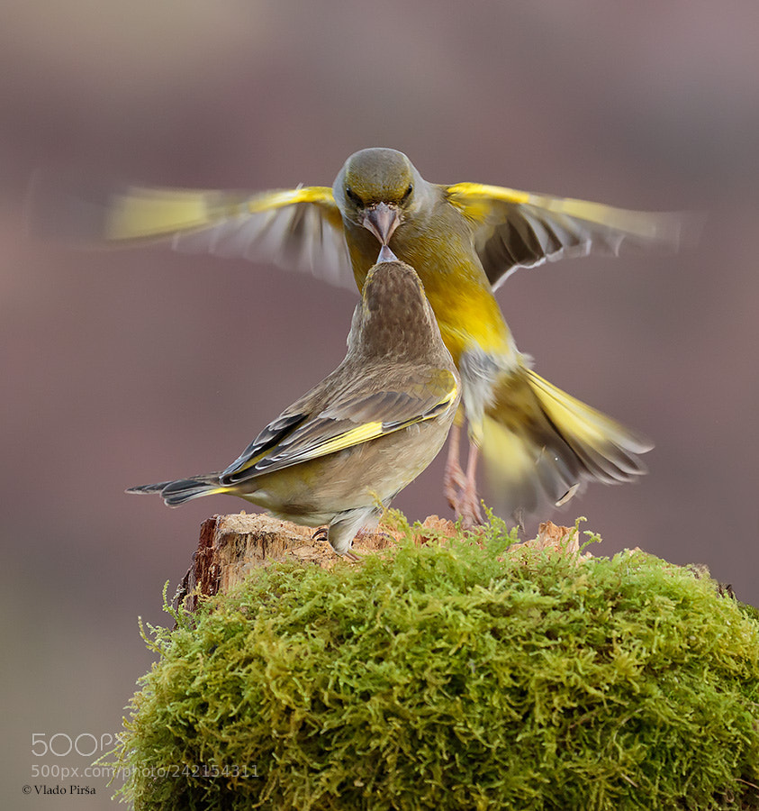 Canon EOS 7D Mark II sample photo. Angry birds photography