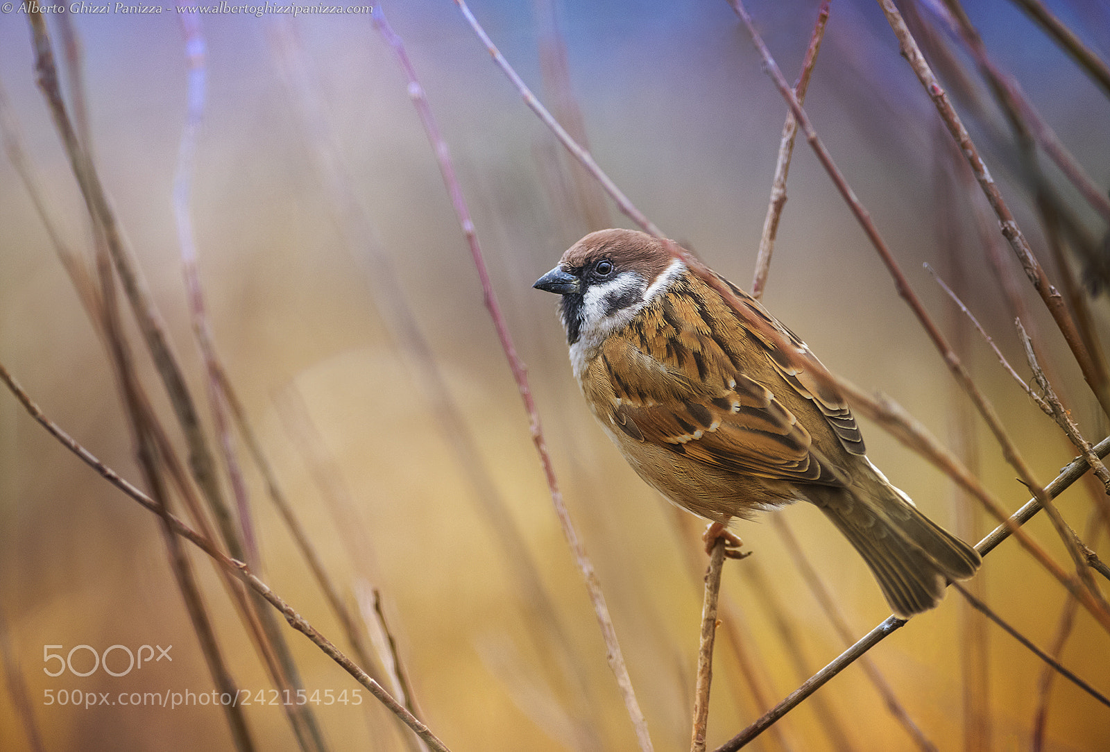 Nikon D7500 sample photo. Peaceful among the colors photography