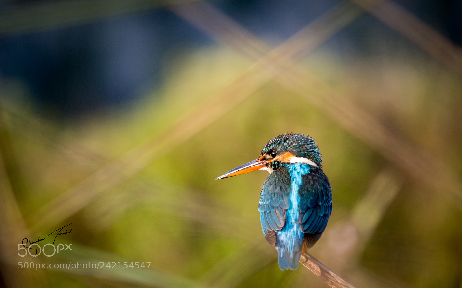 Canon EOS 1200D (EOS Rebel T5 / EOS Kiss X70 / EOS Hi) sample photo. Common kingfisher photography