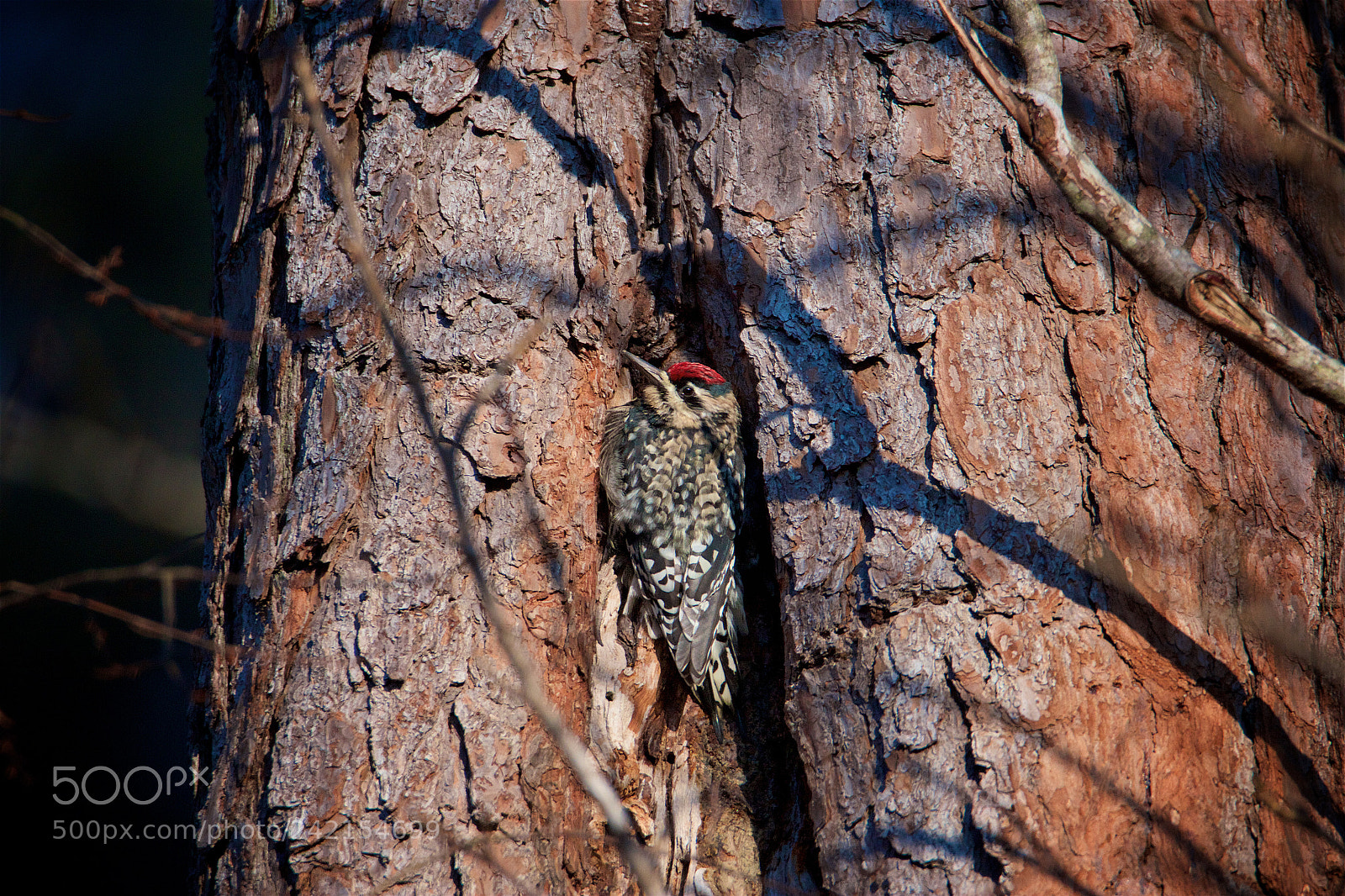 Canon EOS 550D (EOS Rebel T2i / EOS Kiss X4) sample photo. Yellow bellied sapsucker photography