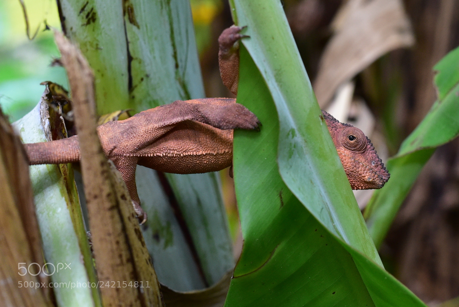 Nikon D750 + Nikon AF-S Nikkor 50mm F1.8G sample photo. Endormi, la réunion photography