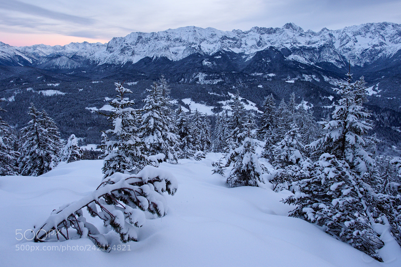 Olympus OM-D E-M1 Mark II sample photo. In winter's embrace photography