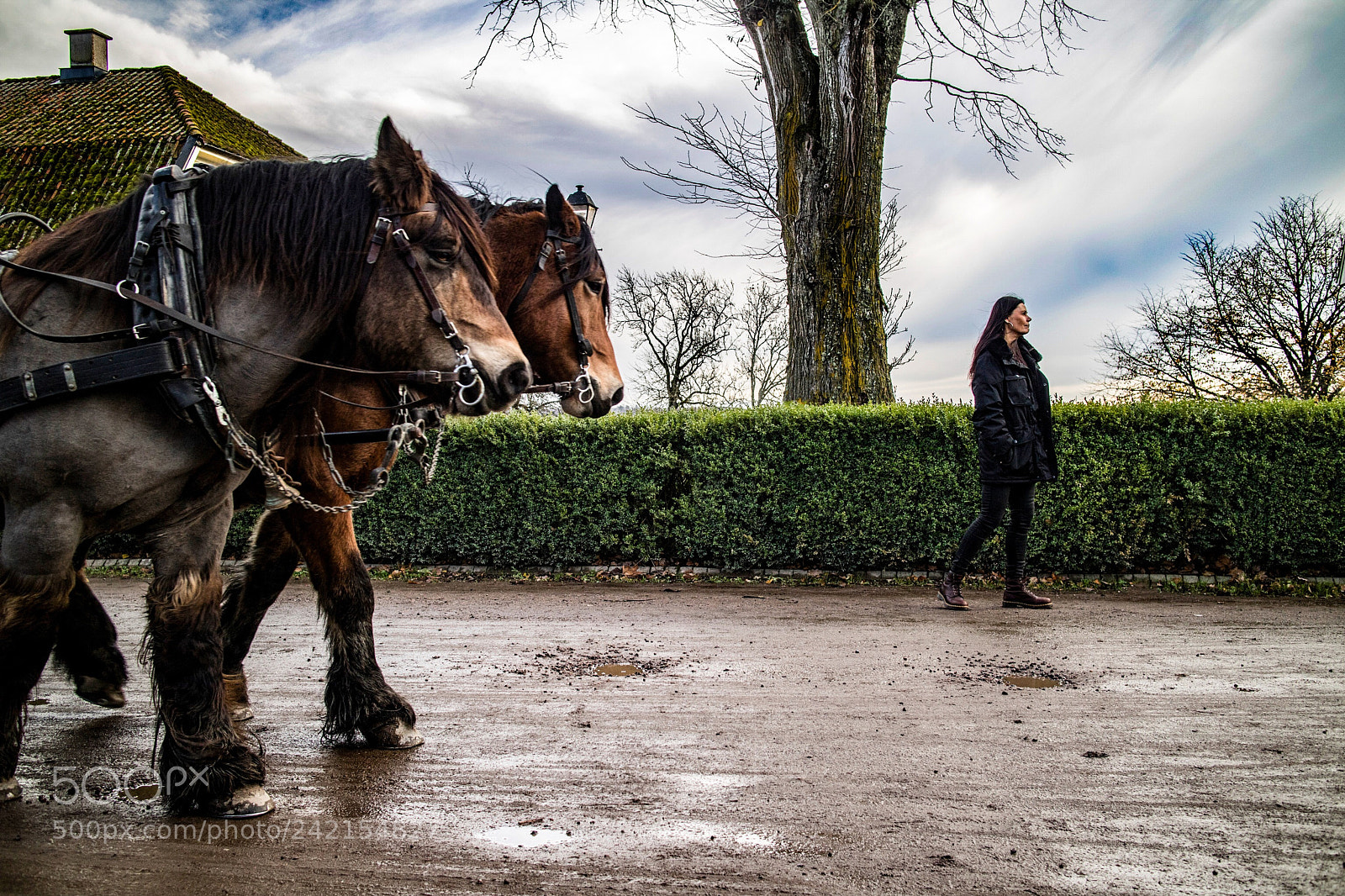 Canon EOS M3 sample photo. Horses photography