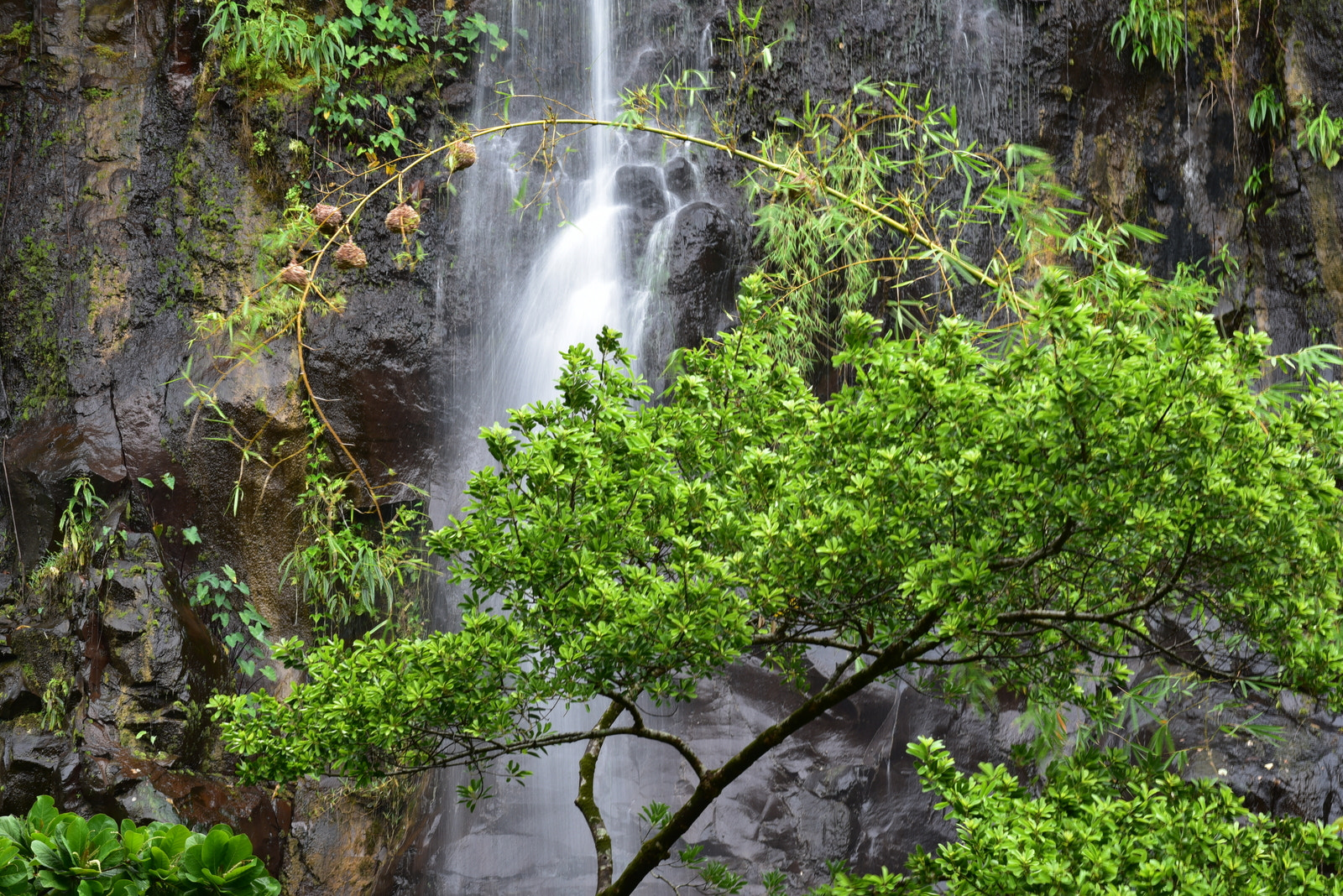 Nikon D750 + Nikon AF-S Nikkor 70-200mm F4G ED VR sample photo. L'anse aux cascades, la réunion photography