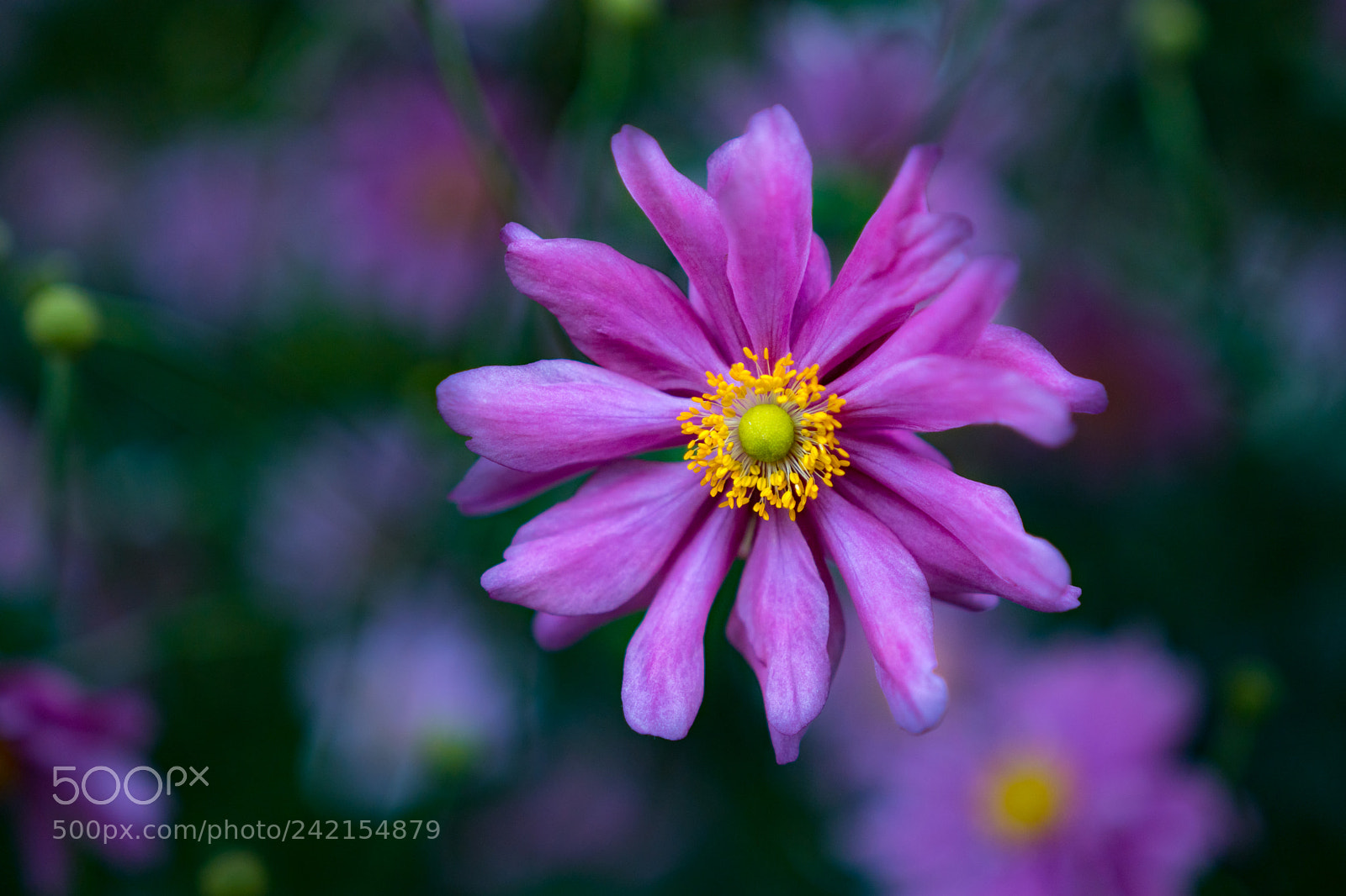 Sony a6300 sample photo. Pink anemone photography