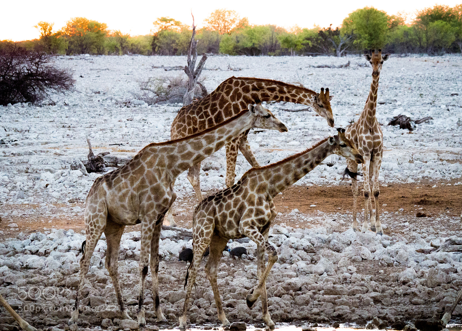 Panasonic DMC-G70 sample photo. Giraffes at sunset photography