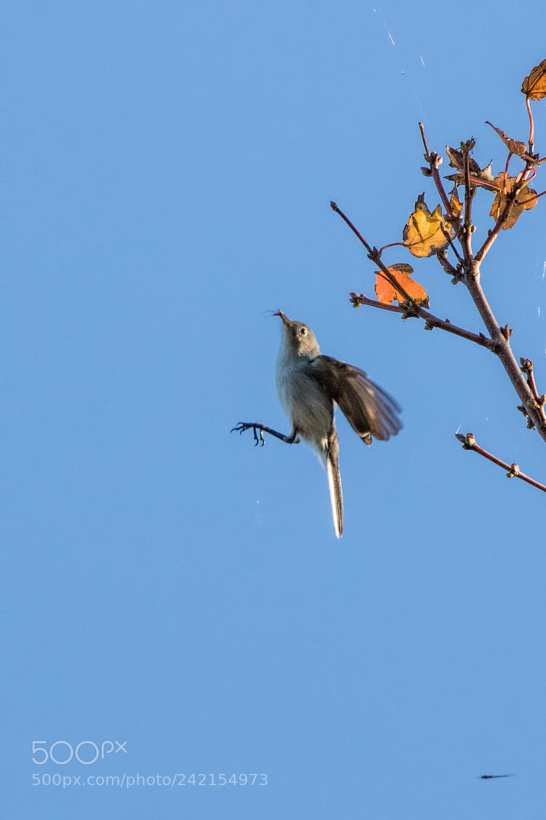 Canon EOS 7D Mark II sample photo. Blue-gray gnatcatcher catches a photography