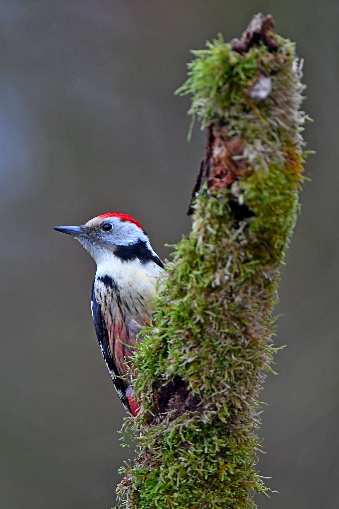 Nikon D500 sample photo. Middle spotted woodpecker photography