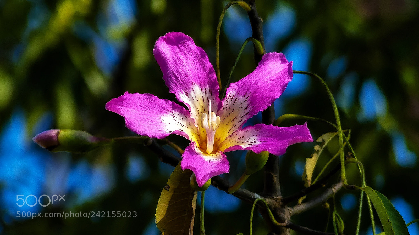 Panasonic Lumix DMC-FZ300 sample photo. Composition with purple flower.... photography