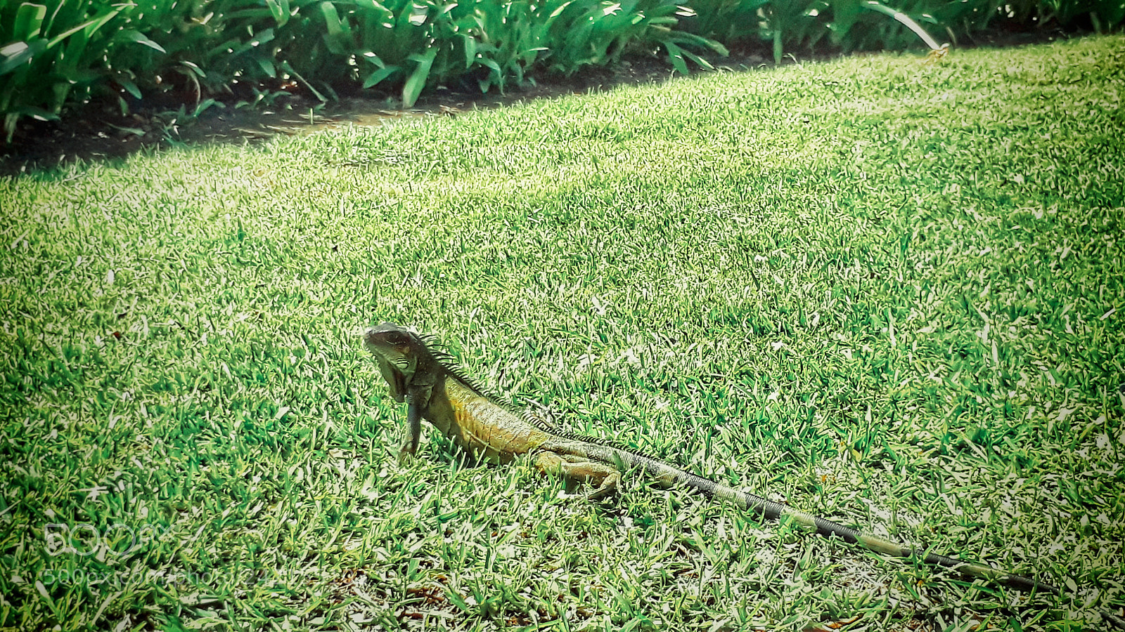 Samsung Galaxy J7 Prime sample photo. Iguana. photography