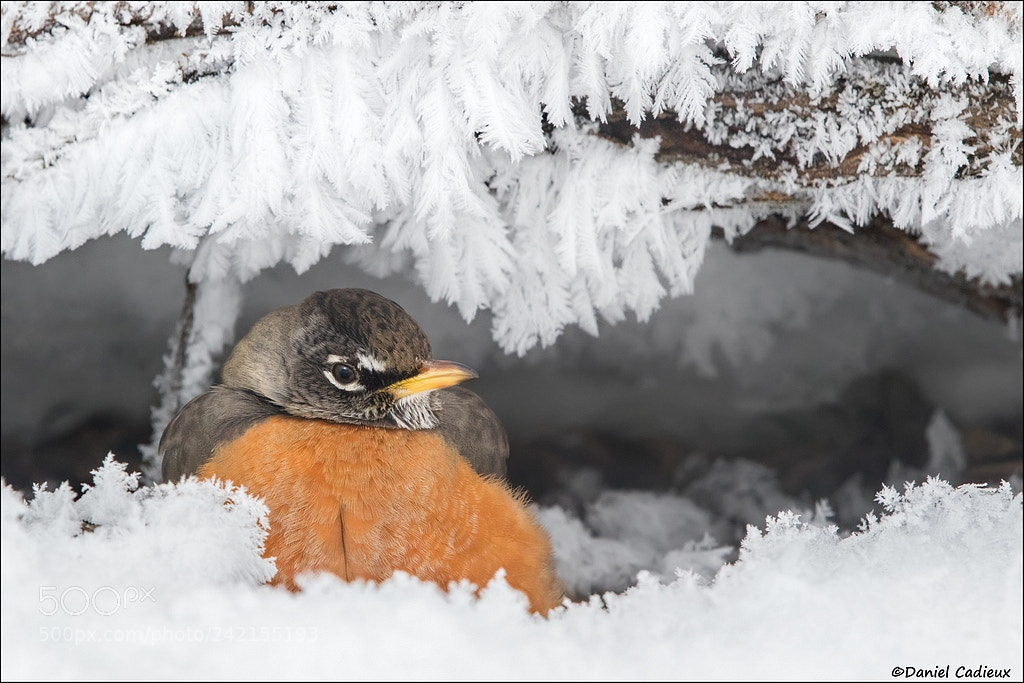 Canon EOS 7D Mark II sample photo. American robin in crystal photography