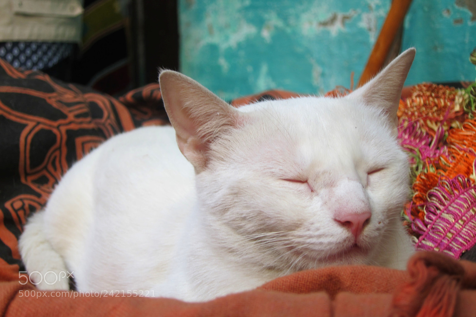 Canon PowerShot S95 sample photo. Chillincat photography