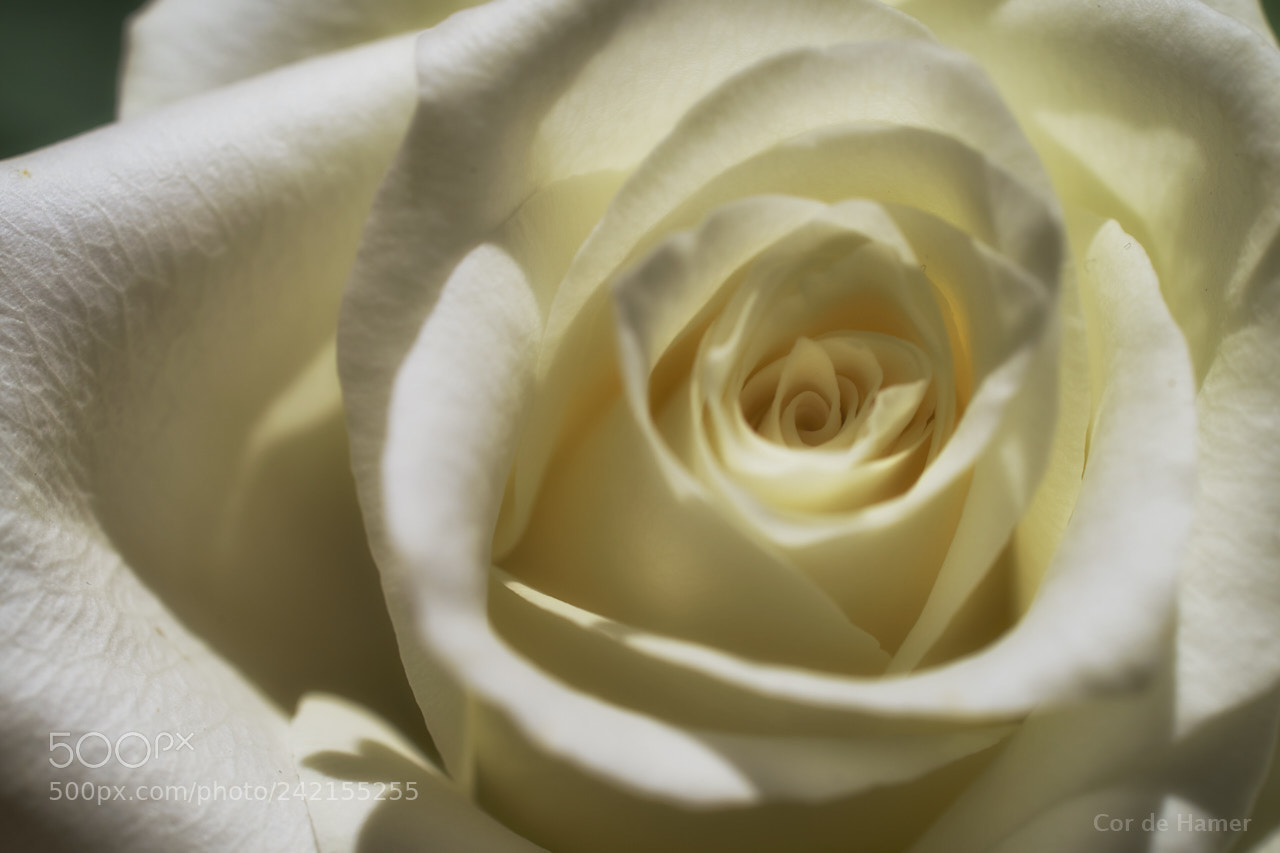 Sony SLT-A99V sample photo. White rose photography