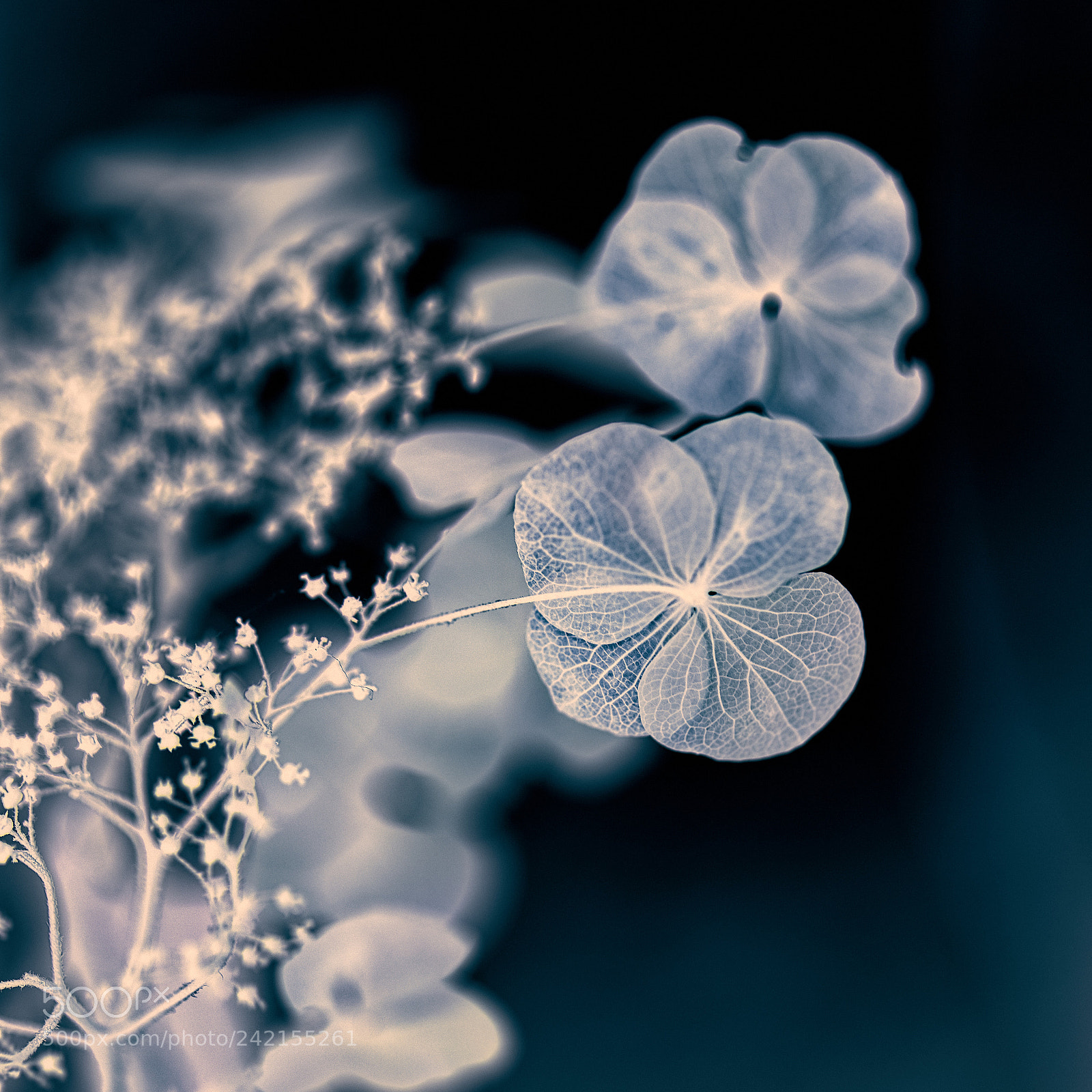 Nikon D850 sample photo. Hydrangea -01 photography