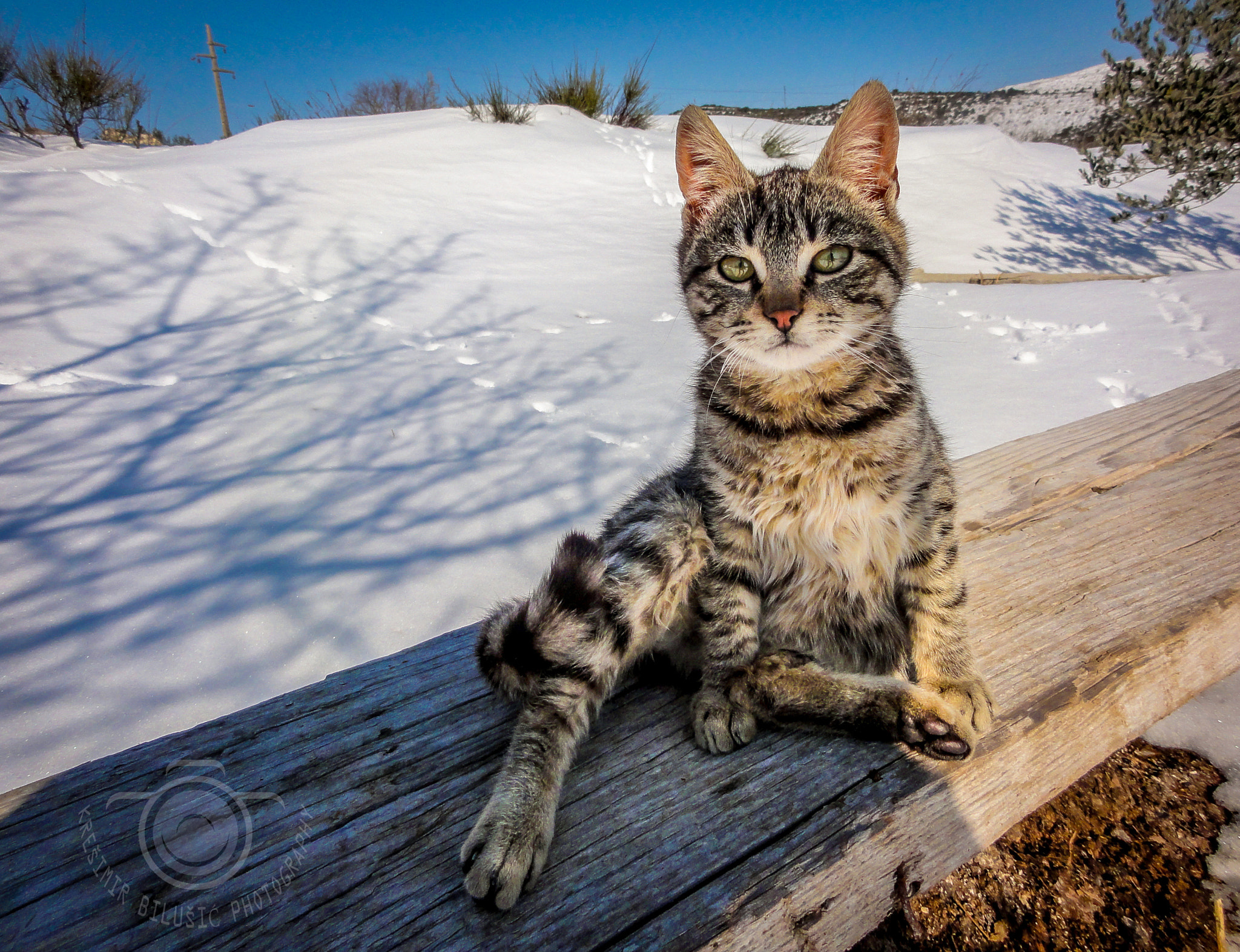Sony DSC-HX5V sample photo. Winter cat photography