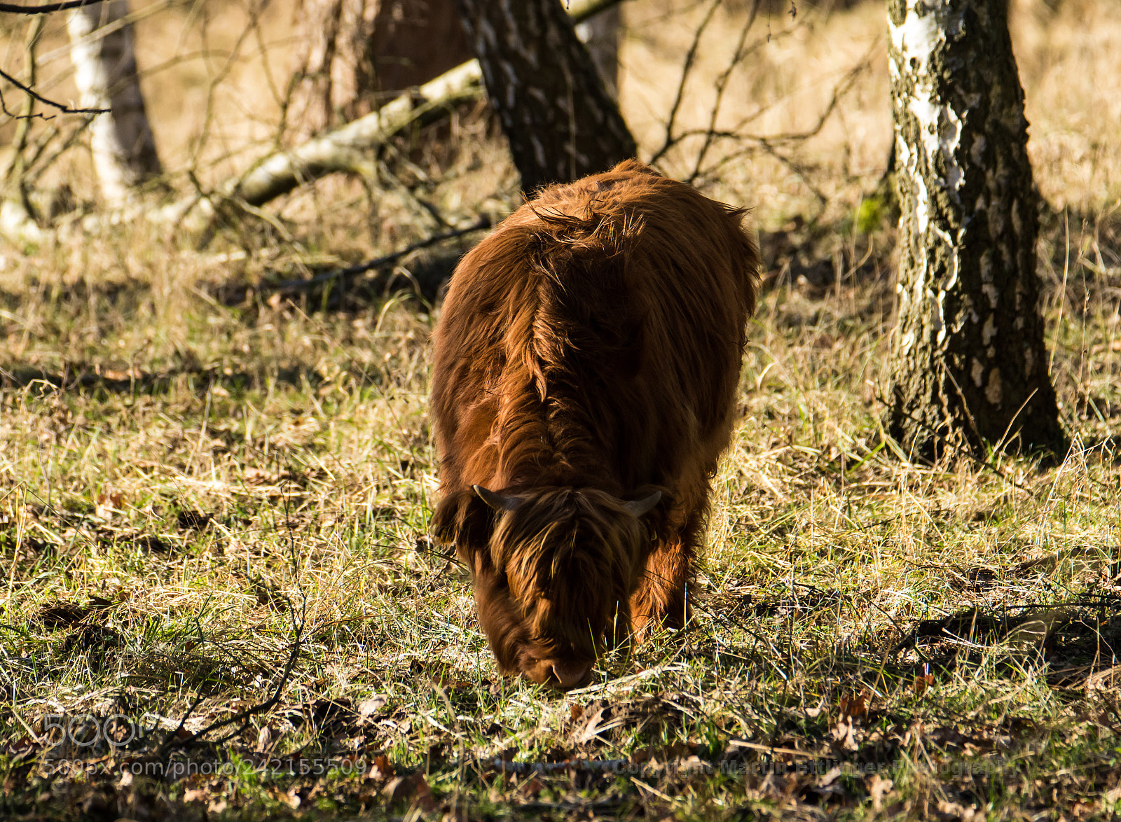 Canon EOS 7D Mark II sample photo. Cattle at the natural photography