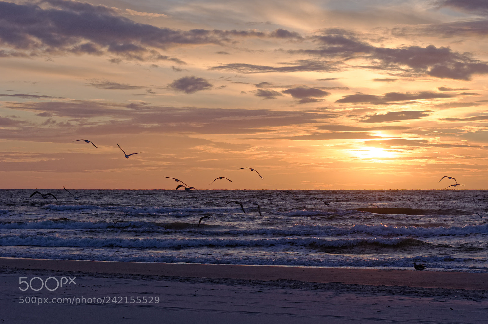Pentax K-x sample photo. Seagull over baltic sea. photography