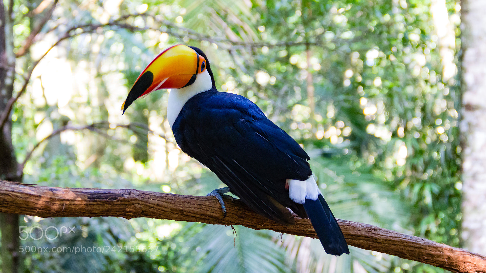 Canon EOS 60D sample photo. Tucano photography
