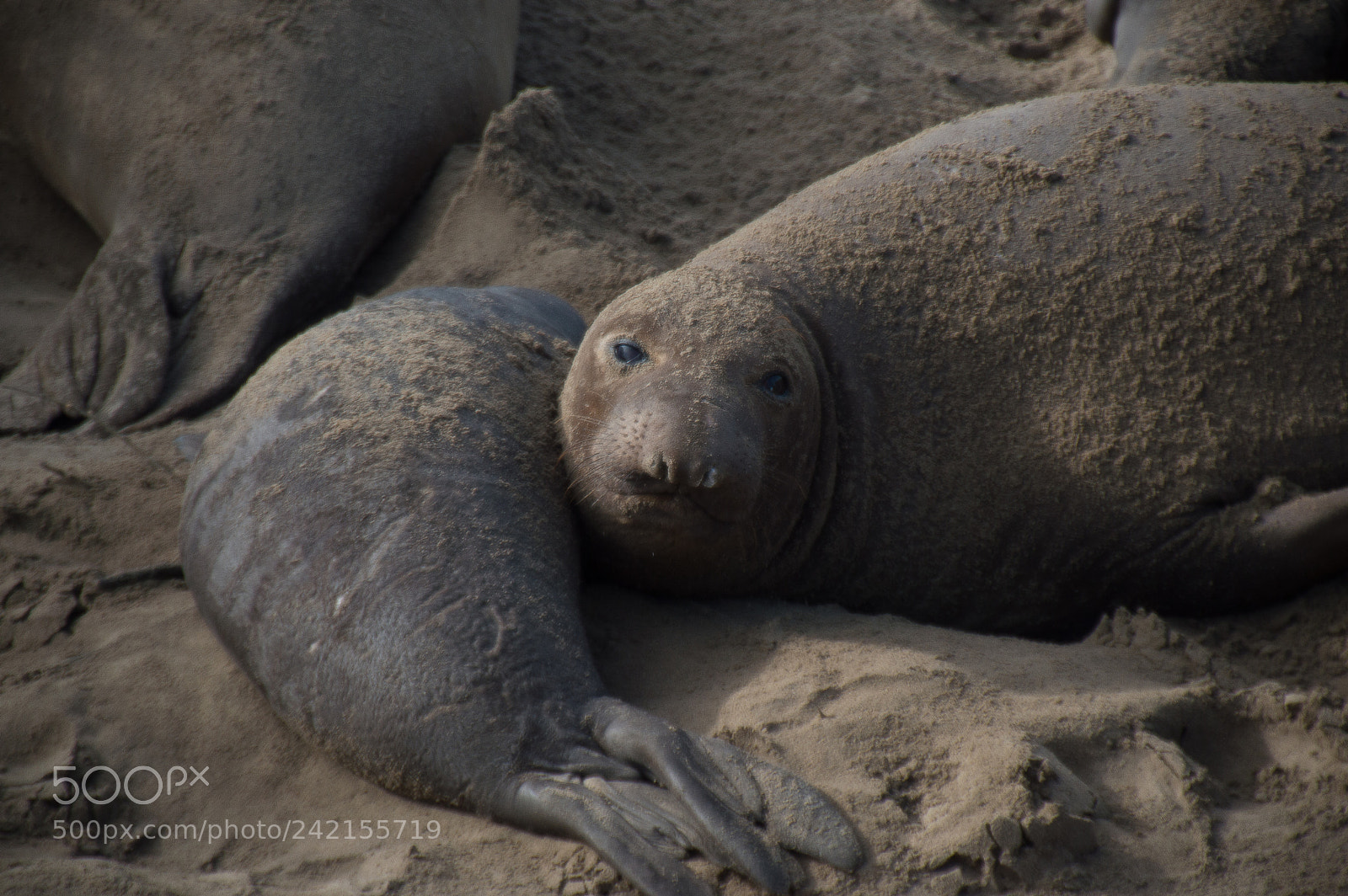 Nikon D3200 sample photo. Elephant seal cow photography