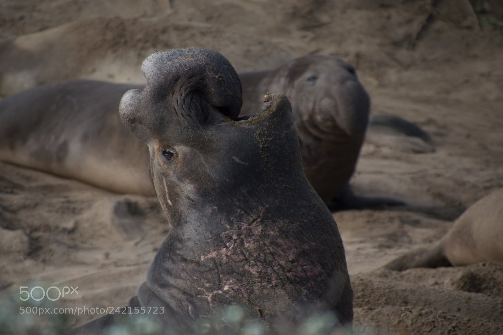 Nikon D3200 sample photo. Elephant seal bull photography